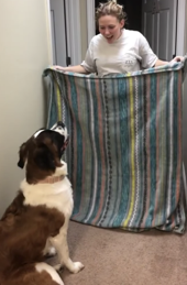 This challenged was startling their dogs by holding a blanket in front of the pet.